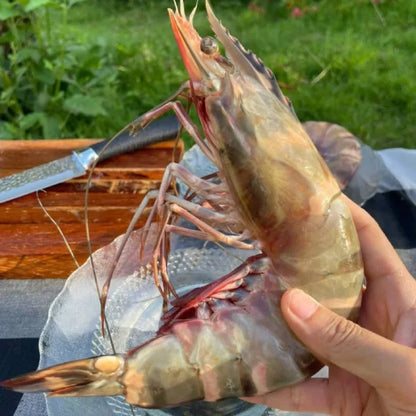 Colossal Black Tiger Prawns