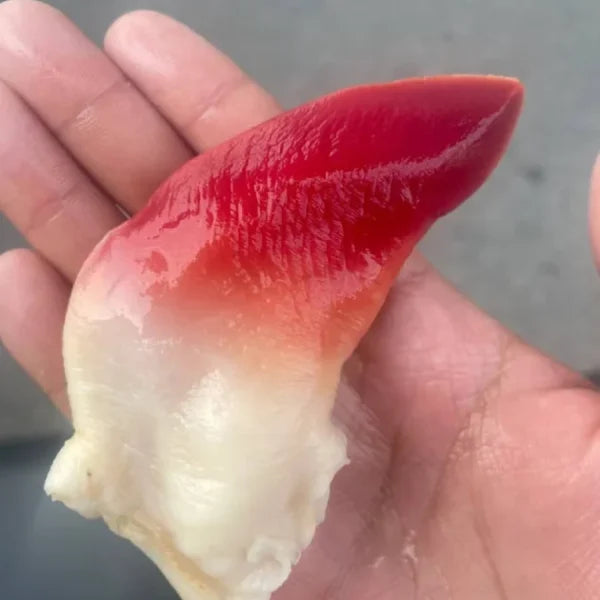 Extra Large Sashimi-Grade Arctic Surf Clam
