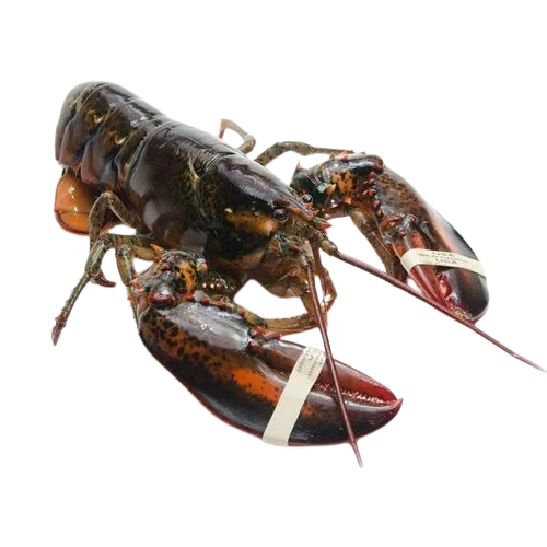 Live Maine Lobster