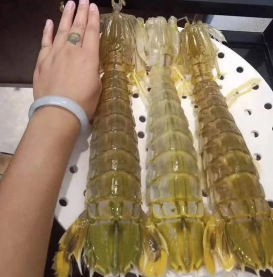 Fresh Mantis Shrimp (Xia Ba / 虾婆) – Wild Caught, Large Size 皮皮虾