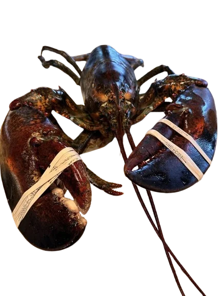 Live Maine Lobster
