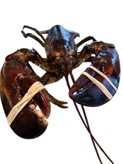 Live Maine Lobster