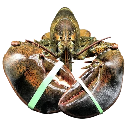 Live Maine Lobster