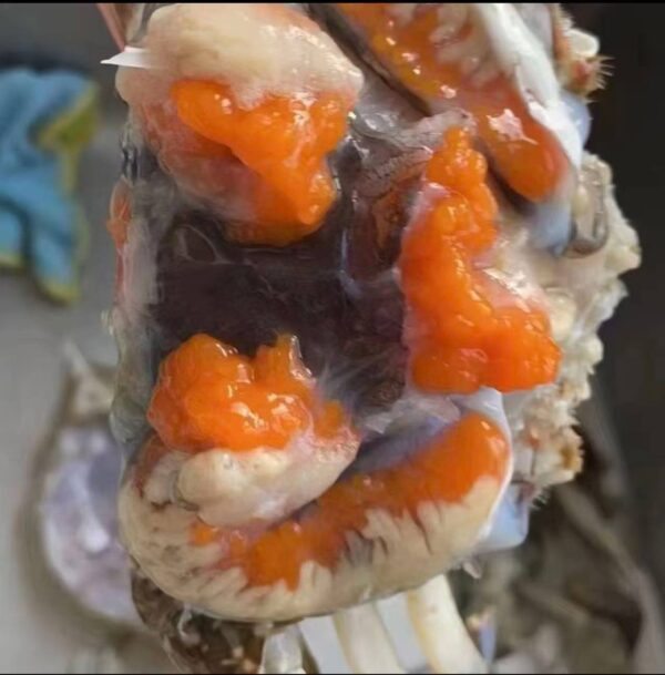 Superior Jumbo Swimming Crab: Bursting with Rich, Creamy Roe and Tomalley