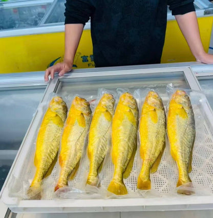 Deep sea large yellow croaker