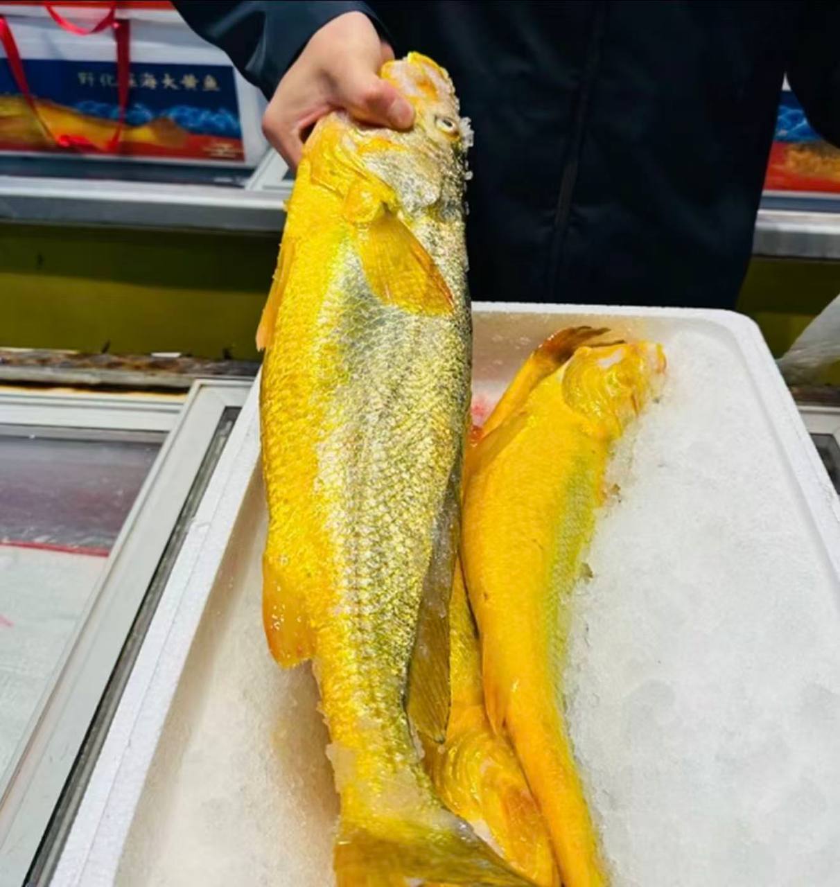 Deep sea large yellow croaker