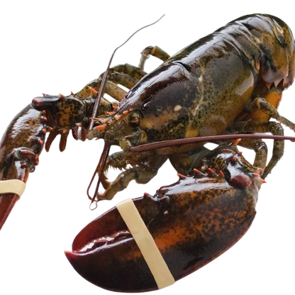 Live Maine Lobster